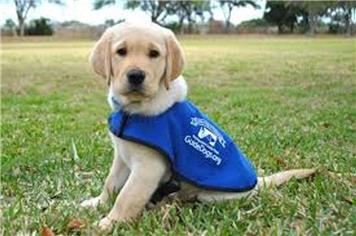 Thank you from the Guide Dogs for the Blind