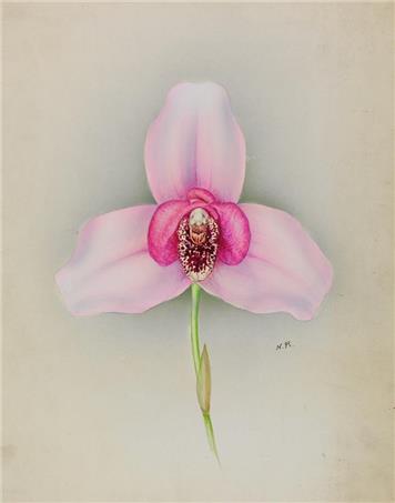 Botanical painting of orchid - Danger and Desire - The Seductive Power of Orchids