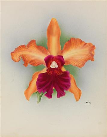 Botanical painting of orchid - Danger and Desire - The Seductive Power of Orchids