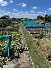 CLIFFE ALLOTMENTS - PLOTS NOW AVAILABLE!