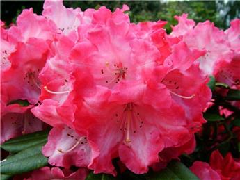 RHS Spring Ornamental Plant Competitions