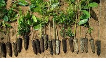 HK & SD Parish Update