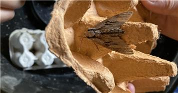 Great Coxwell churchyard moth survey featured on Oxford Diocese website
