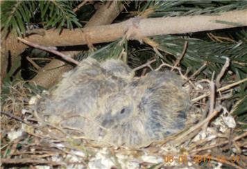 Swaffham Council has some new residents