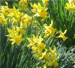 Open Gardens 2022 - Would you like to take part?