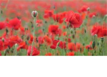 YOUR REMEMBRANCE DAY MEMORIES PLEASE