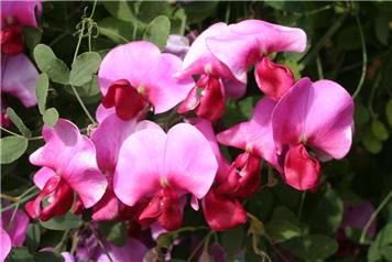 Sweet Pea Show