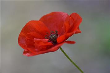 Remembrance Sunday 2020