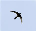 CANCELLATION: Hurstbourne SWIFTS Meeting - 9th October