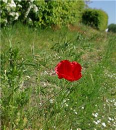 Getting ready to celebrate VE Day 75!