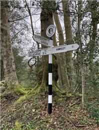 Hedges, verges, ditches and trees