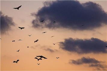 UK Bats talk and walk
