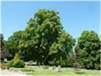 Memorial Inspection 2021