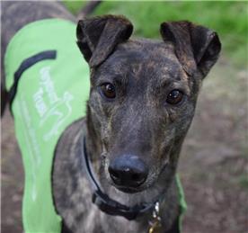 Greyhound Awareness & Collection