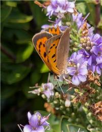 Nature Jottings from Perrymill Lane - July/August