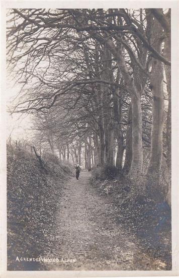 Ackender Woods, Alton - Date Unknown - New Postcard added to website