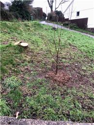 Landmark Tree for Carharrack!