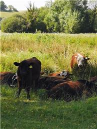 Cow common gate closure