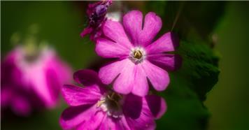 You've sowed your wildflowers...now what?