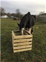 Horse hay Feeder/forage box