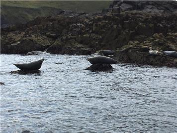  - Seals in their Own Habitat