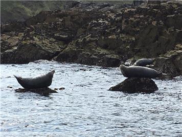  - Seals in their Own Habitat