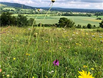 Kent Downs - What's on in June