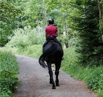 Person in a burgundy shirt rides a dark coloured horse on a bridleway, photo by Beth Macdonald on Unsplash. - Help keep roads safe for horses riders and others