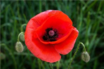 Remembrance Sunday 2026