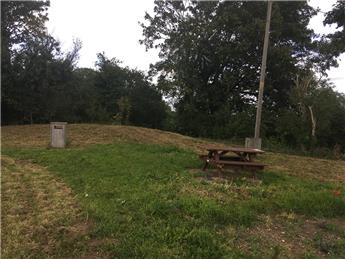 Daffodil Bulbs Wanted!