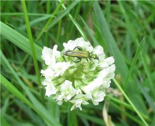 Pavilion wildlife area