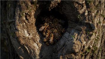 European Hornets in Aston Clinton Park