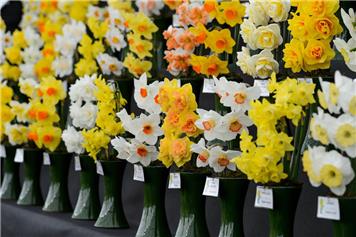 RHS Daffodil Show 