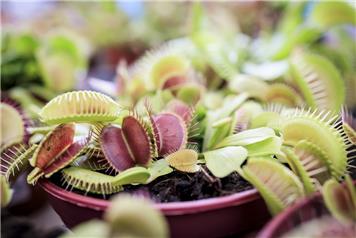 Ferns & Carnivorous Plants Show 