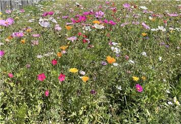 Blooming Westgate Initiative