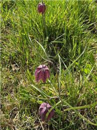Monday 9th March 2026 Wokefield Common