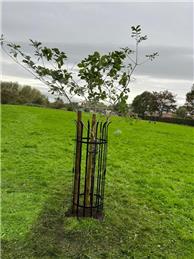 HRH King Charles III Coronation Tree