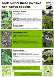 Invasive non-native plant species