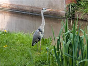 Nature jottings from Perrymill Lane May 2026