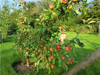 Bumper apple crops in Hope Bagot