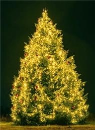 Carols and Christmas Tree Lighting - 28th November