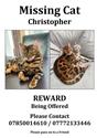 Christopher the Cat is Missing  Can you help?