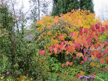 Open Gardens 12th June 2022