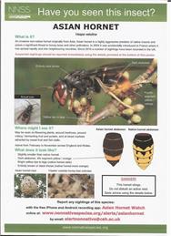 Asian Hornet Watch
