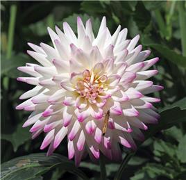 Showing Dahlias