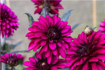 Visitors' Dahlia Competition