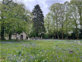 Bluebells at Fern Lane Cemetery