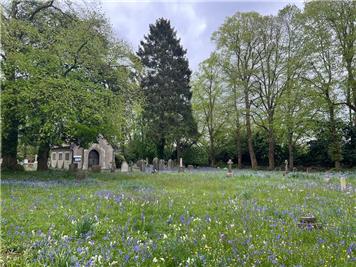  - Bluebells at Fern Lane Cemetery