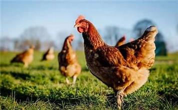 Bird 'flu' in Elham (Folkestone)