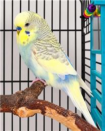 🐦 From Emergency Care to a New Home – Joey’s Journey